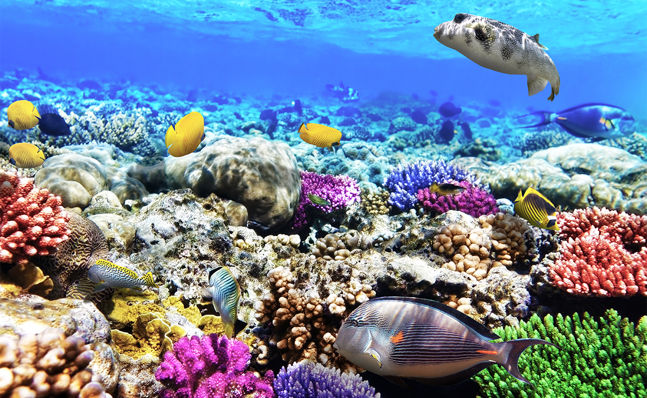 Barriera Corallina Sharm el Sheikh